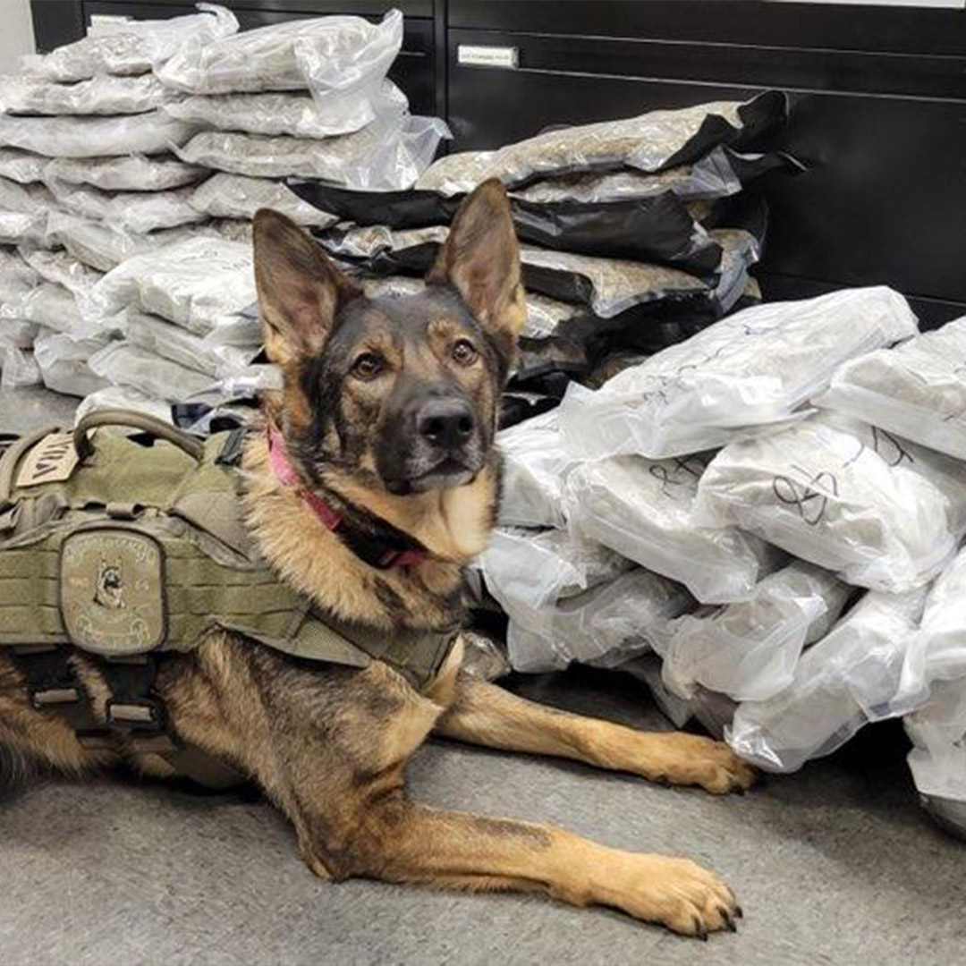 kyra laying in front of evidence found during a drug bust